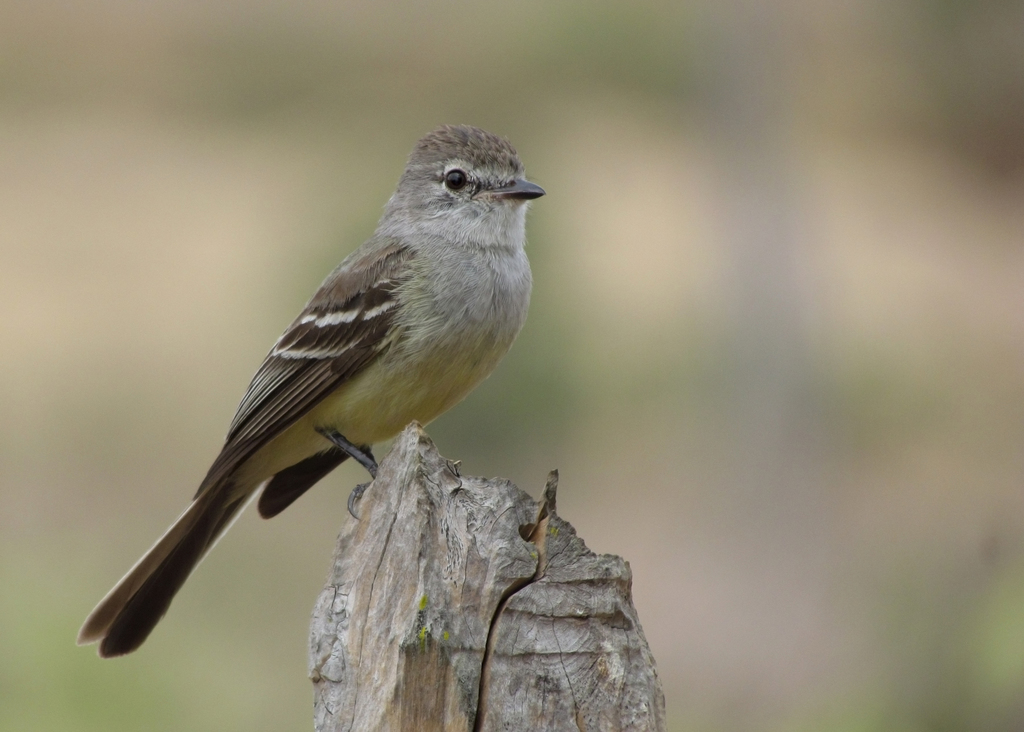Southern Scrub-Flycatcher photo