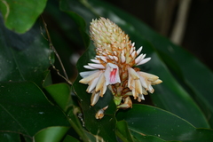 Alpinia sessiliflora