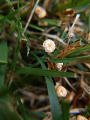 Marasmius graminum