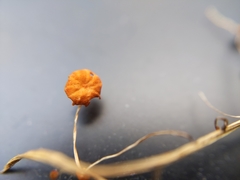 Marasmius graminum