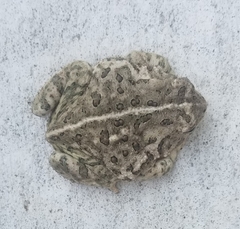 Anaxyrus fowleri