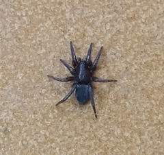 Scotophaeus scutulatus