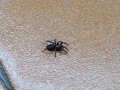 Scotophaeus scutulatus