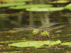 Anax parthenope