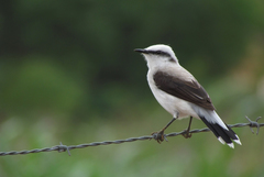 Fluvicola nengeta nengeta