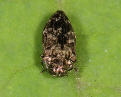 Brachys aeruginosus