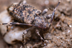 Astyleiopus variegatus