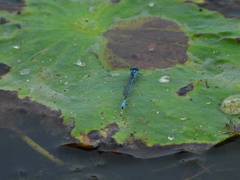 Paracercion melanotum