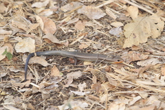 Plestiodon callicephalus