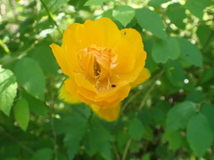 Trollius asiaticus