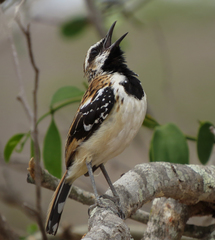 Myrmorchilus strigilatus