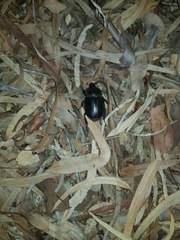 Haploscapanes barbarossa