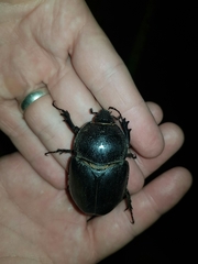 Haploscapanes barbarossa