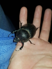 Haploscapanes barbarossa
