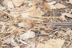 Plestiodon callicephalus