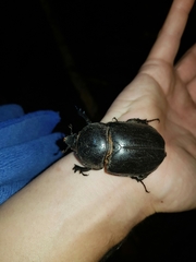 Haploscapanes barbarossa