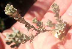Pentzia dentata