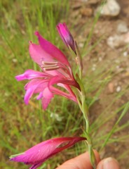 Gladiolus communis