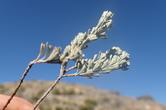 Pentzia dentata
