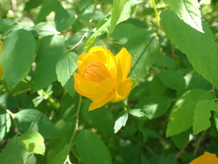 Trollius asiaticus