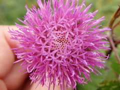 Cirsium filipendulum