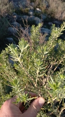 Aspalathus linearifolia