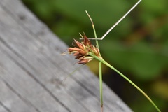 Rhynchospora gracilenta