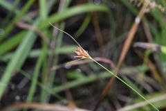 Rhynchospora gracilenta