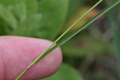 Rhynchospora gracilenta