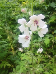 Verbascum blattaria