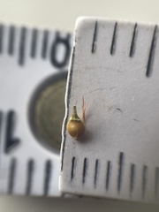 Rhynchospora gracilenta