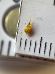 Rhynchospora gracilenta