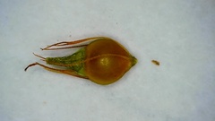 Rhynchospora gracilenta