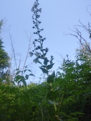 Verbascum blattaria