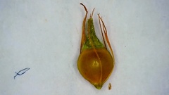 Rhynchospora gracilenta