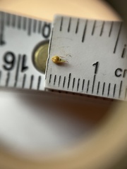 Rhynchospora gracilenta