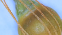 Rhynchospora gracilenta