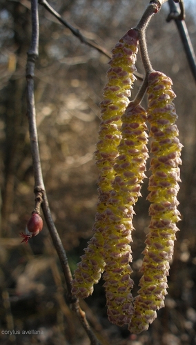 Paprastasis lazdynas nuotrauka