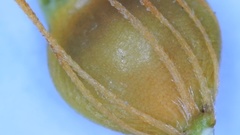 Rhynchospora gracilenta