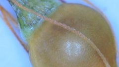 Rhynchospora gracilenta