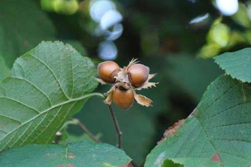 Paprastasis lazdynas nuotrauka