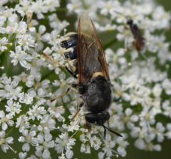 Stratiomys singularior