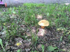 Rubroboletus satanas