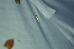 Caloptilia packardella