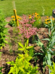 Filipendula rubra