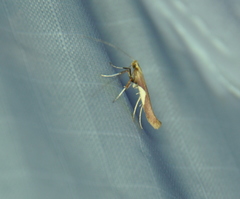 Caloptilia packardella