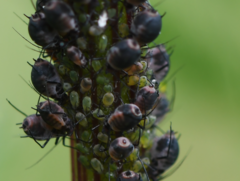 Metopeurum fuscoviride