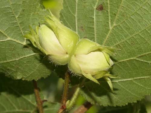 Paprastasis lazdynas nuotrauka