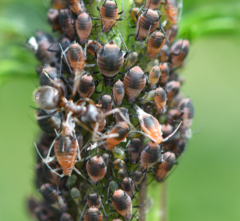 Metopeurum fuscoviride