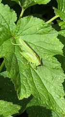 Tettigonia viridissima